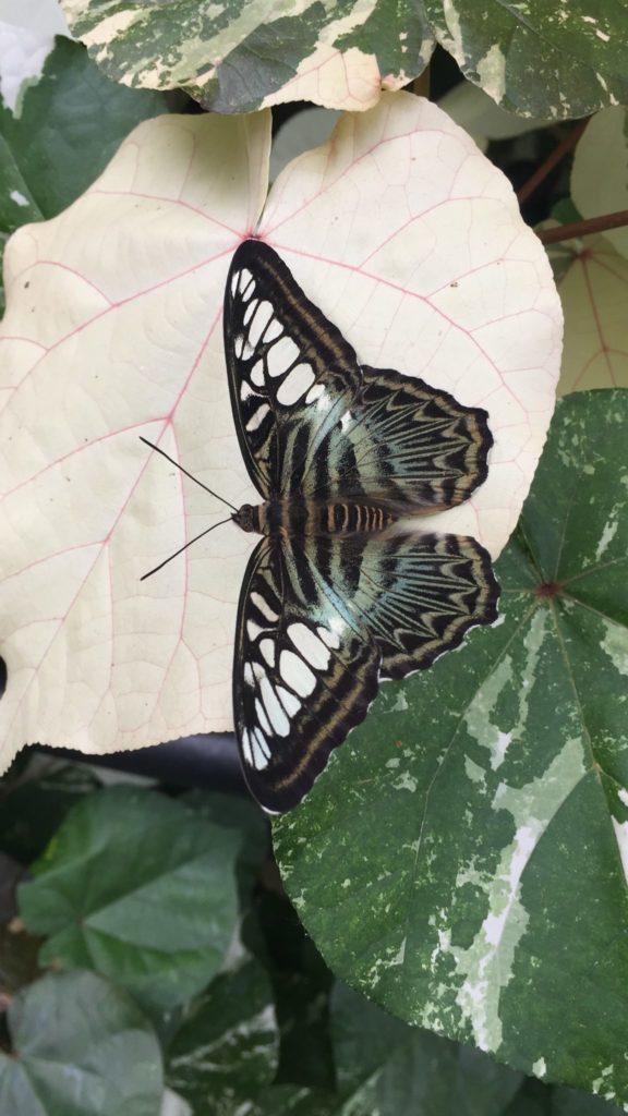 Franklin Conservatory Butterfly Pavillion 