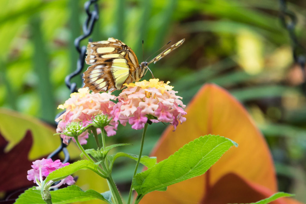 Franklin Conservatory Butterfly Pavillion Photo Shoot 