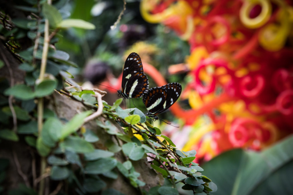Franklin Conservatory - Butterfly Pavillion 