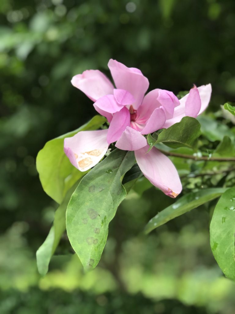 North Carolina Nature Conservancy